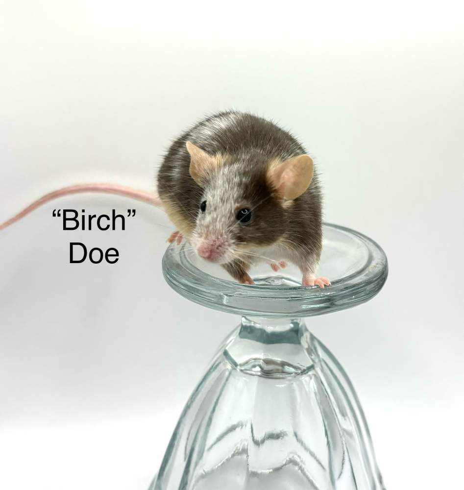 Fancy mouse Breeder Mus musculus 