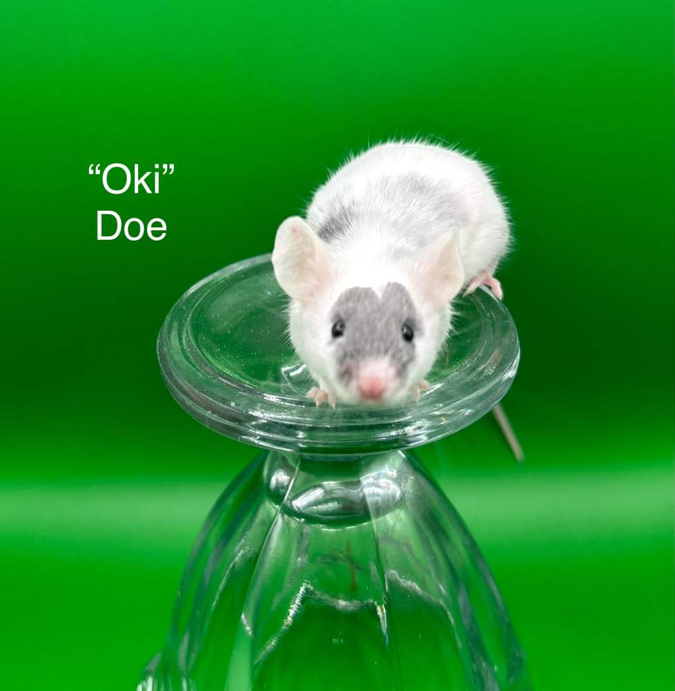 Fancy mouse Pet only Mus musculus 