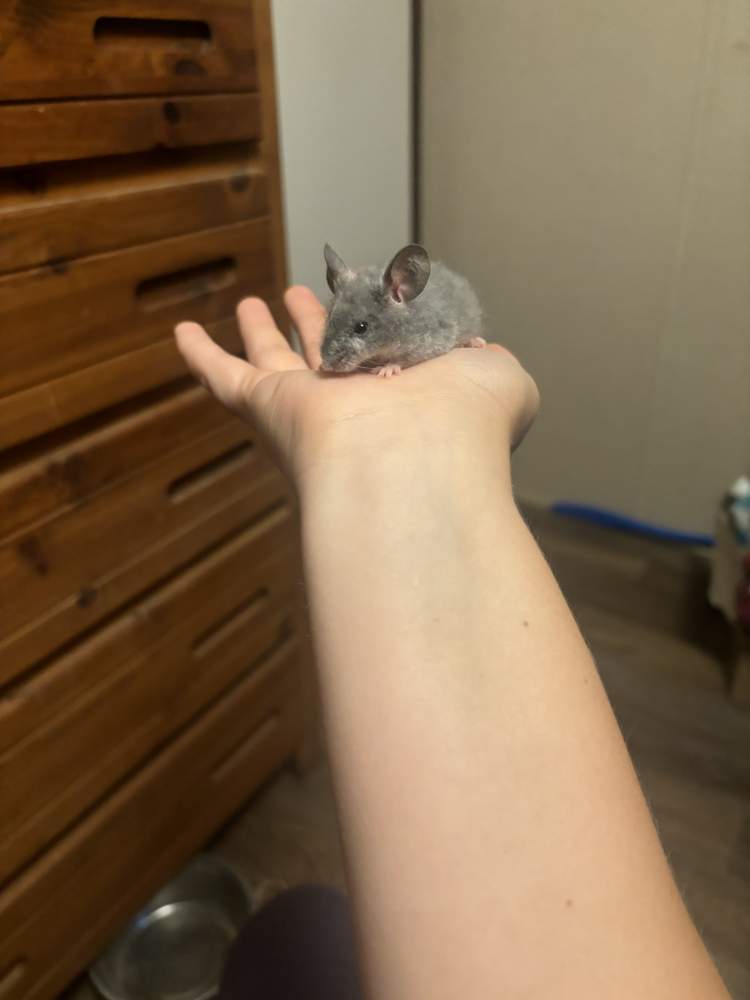 Fancy mouse Breeder Mus musculus 