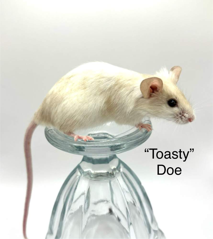 Fancy mouse Owned by other Mus musculus 