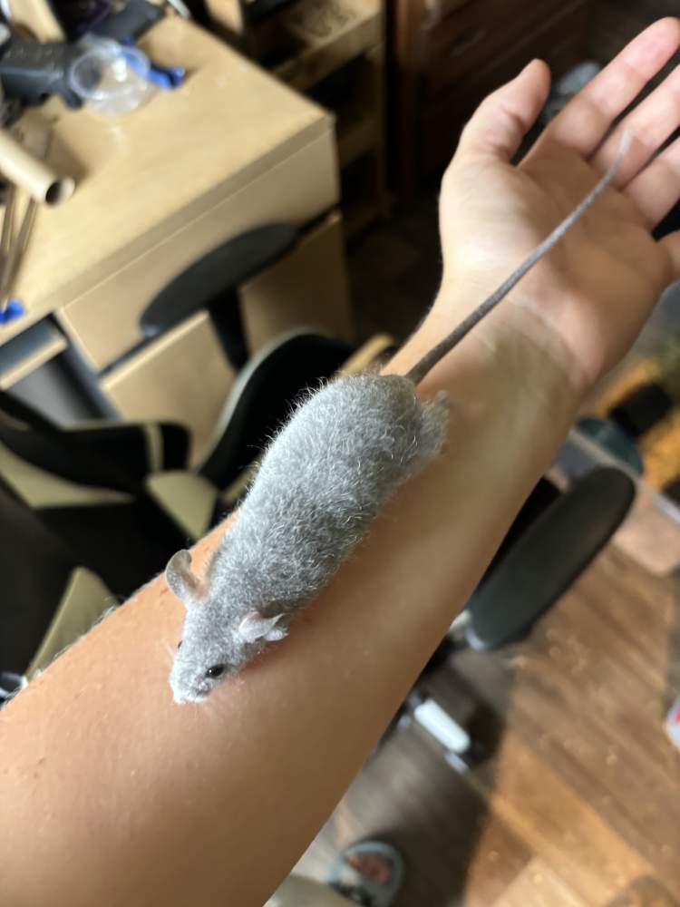 Fancy mouse Pet only Mus musculus 