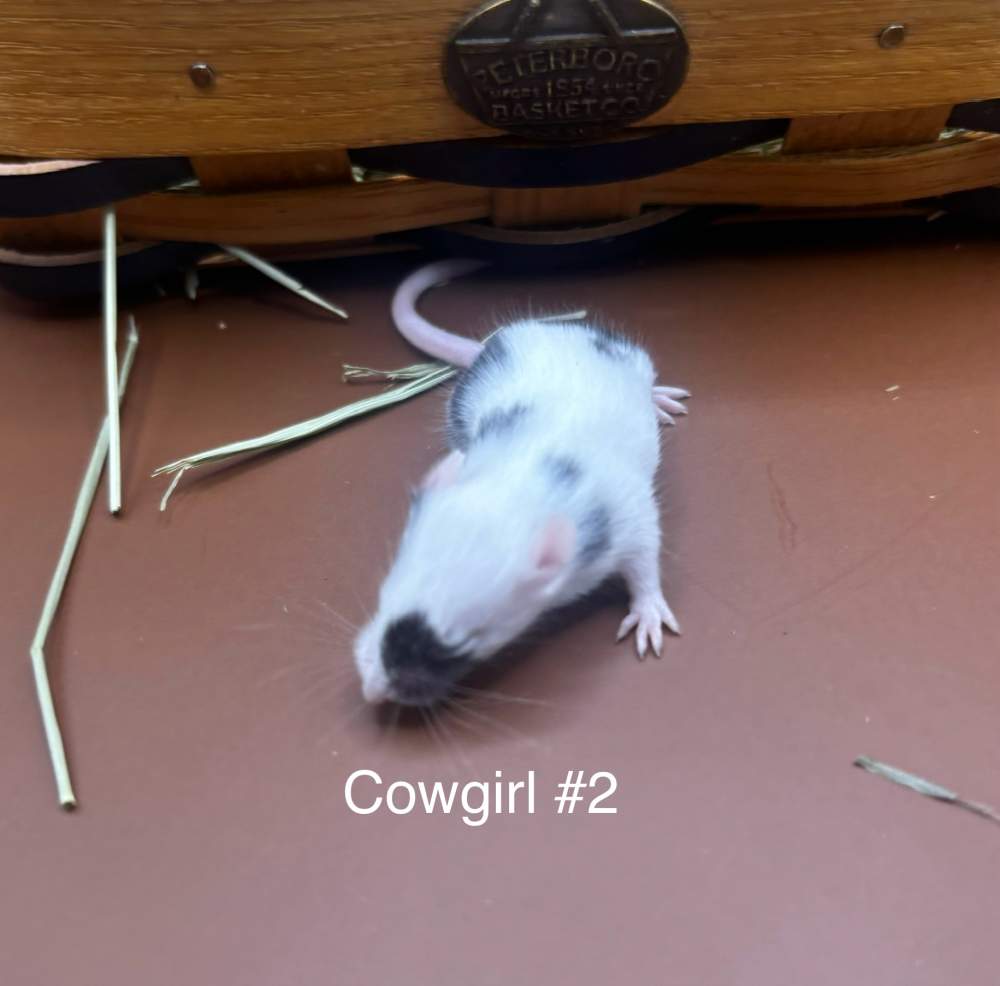 Fancy mouse Breeder Mus musculus 