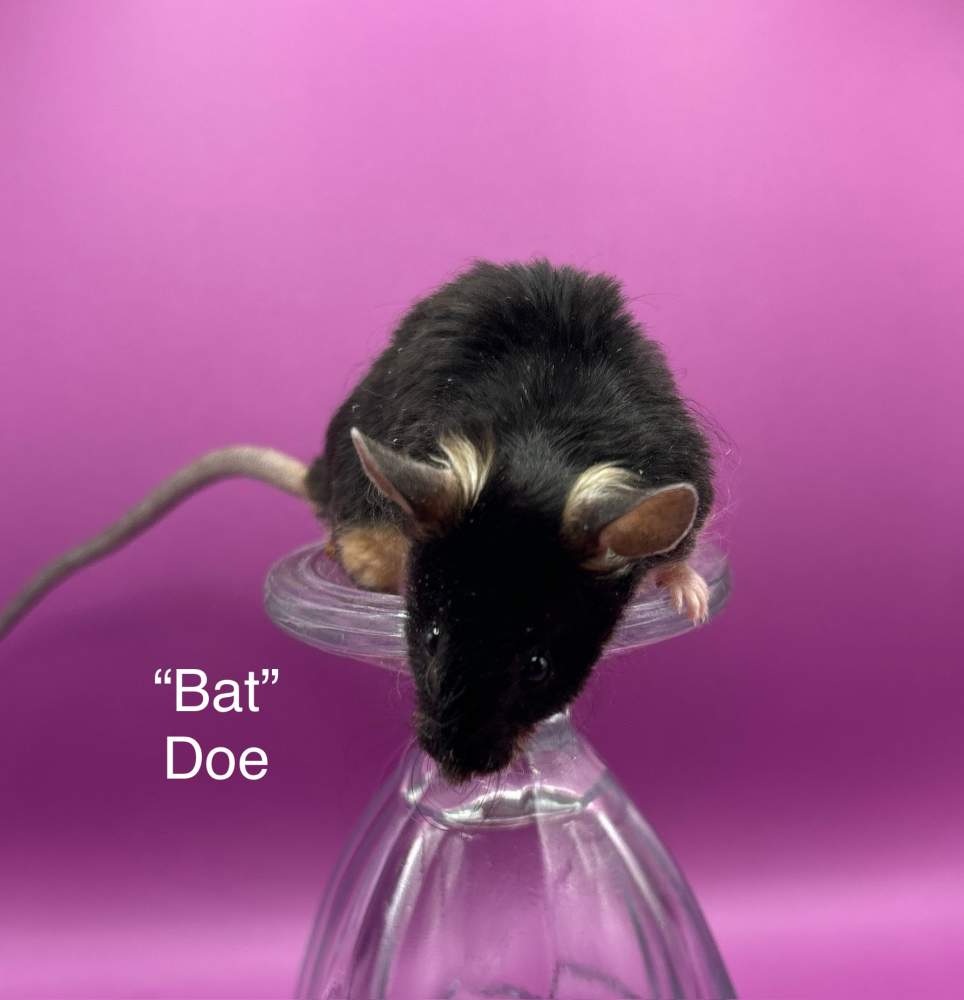 Fancy mouse Breeder Mus musculus 