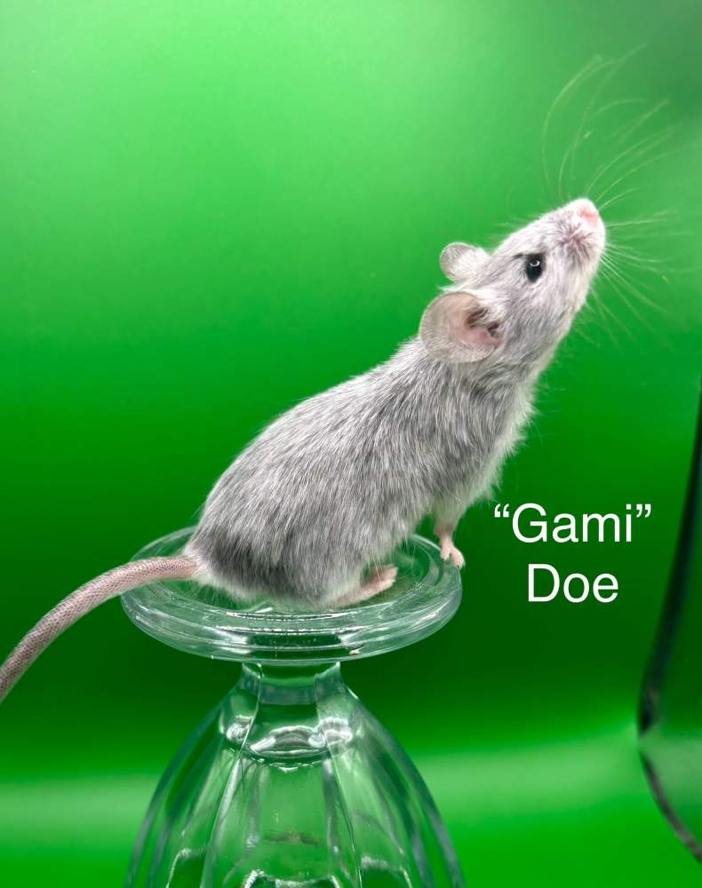 Fancy mouse Pet only Mus musculus 