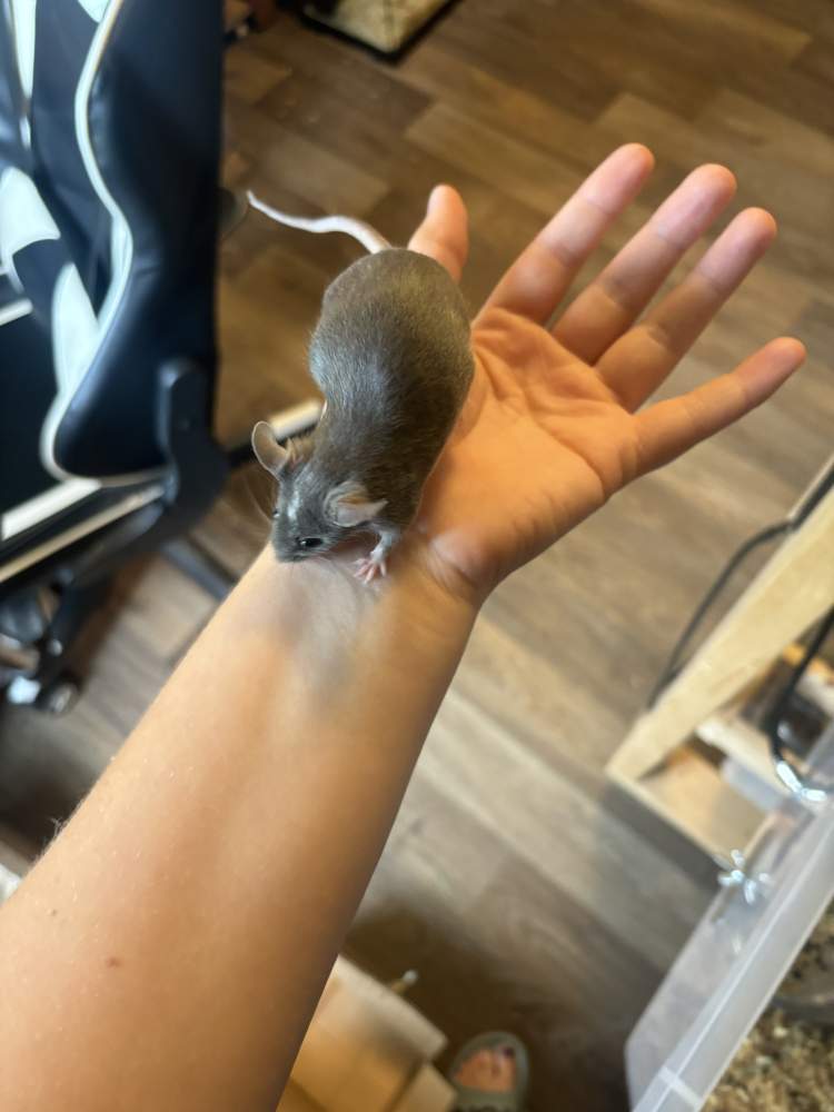 Fancy mouse Breeder Mus musculus 