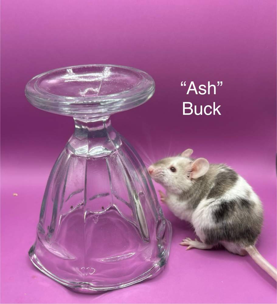 Fancy mouse Breeder Mus musculus 