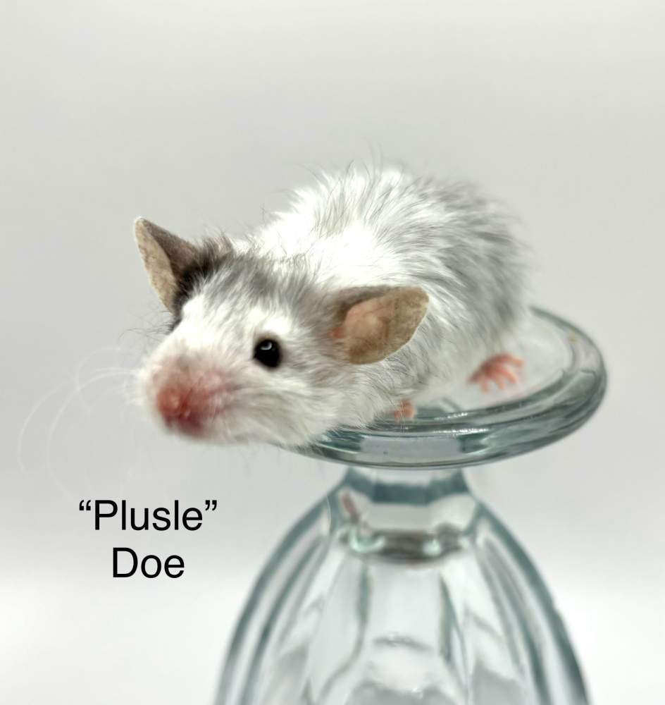 Fancy mouse Breeder Mus musculus 