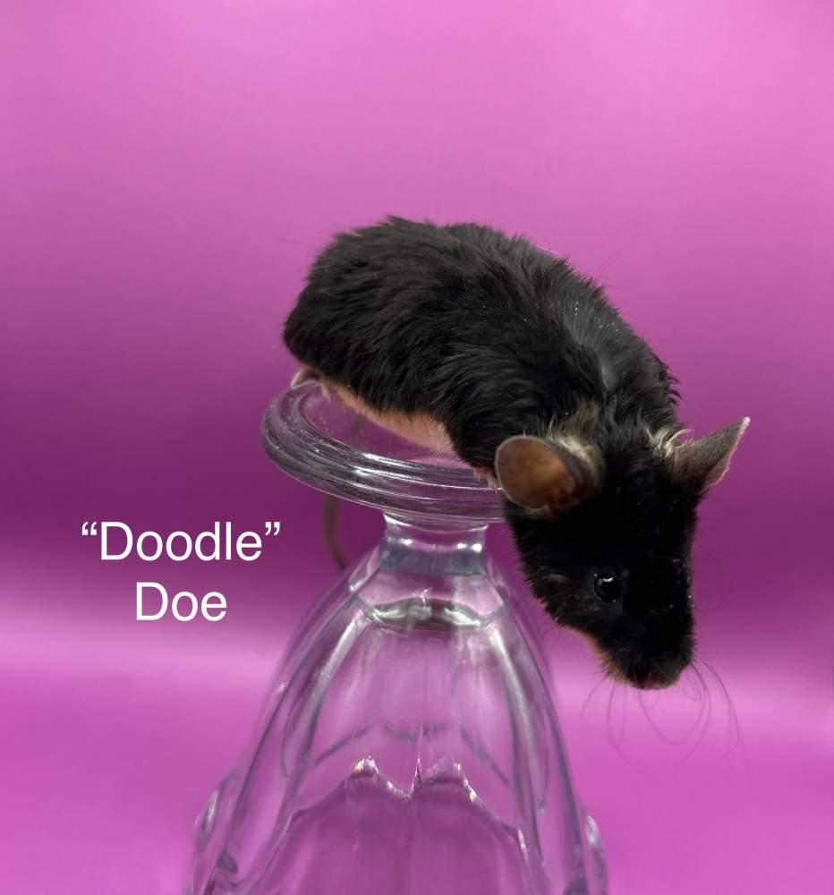 Fancy mouse Breeder Mus musculus 