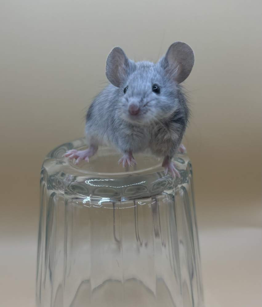 Fancy mouse Breeder Mus musculus 