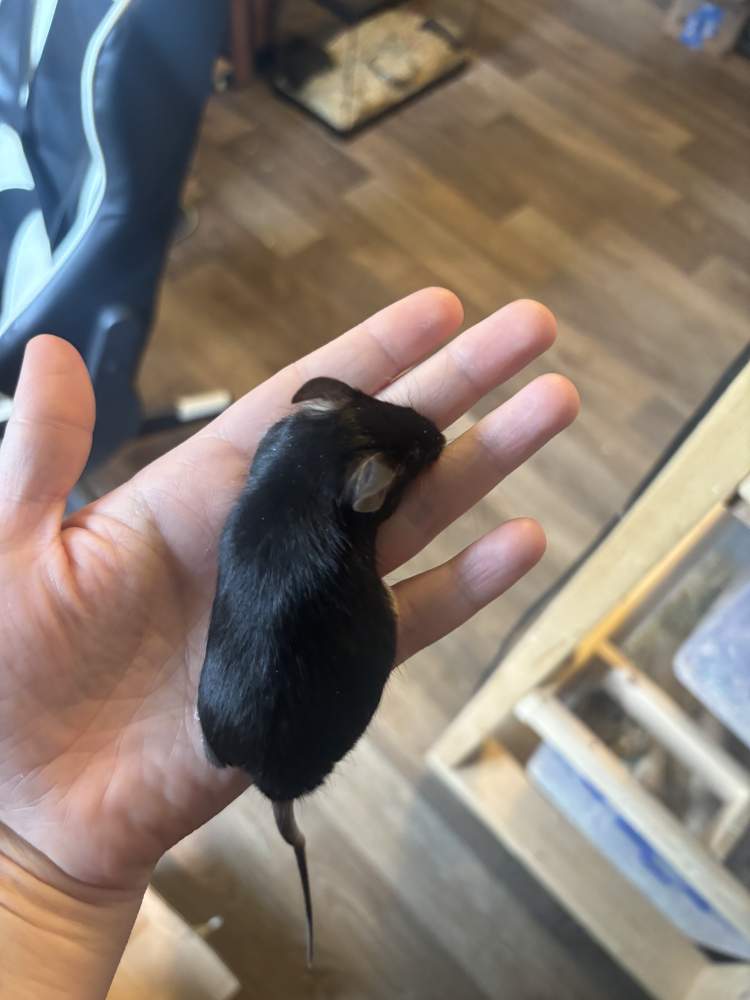 Fancy mouse Breeder Mus musculus 