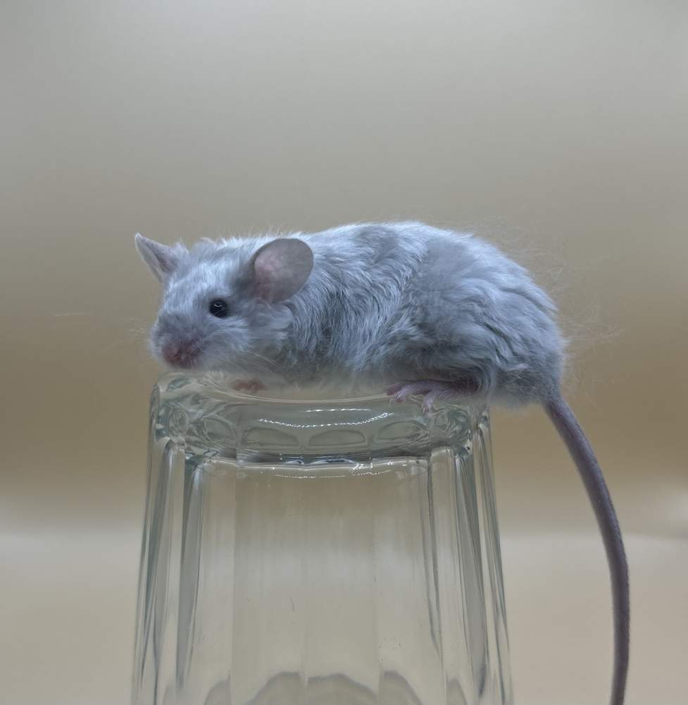 Fancy mouse Pet only Mus musculus 