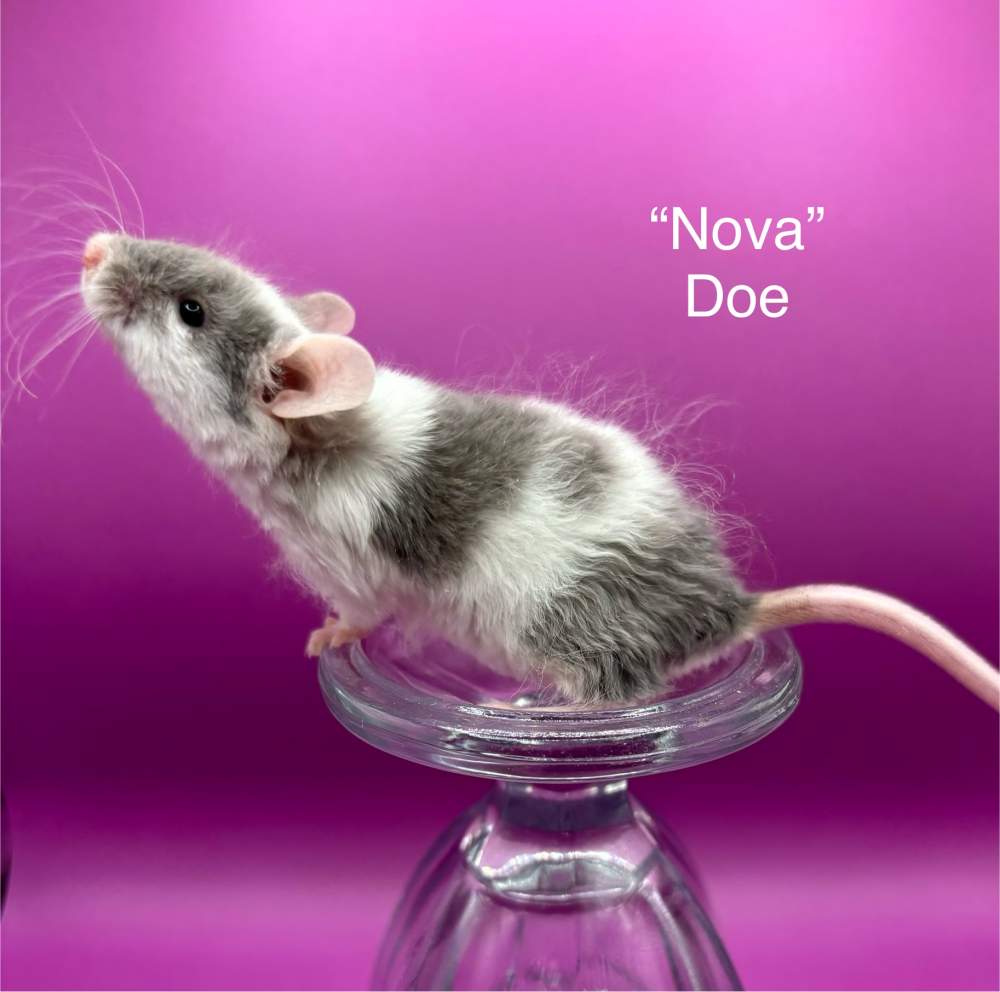 Fancy mouse Breeder Mus musculus 