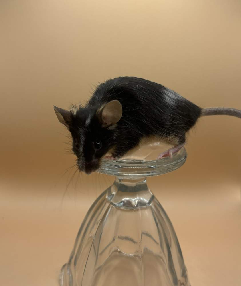 Fancy mouse Breeder Mus musculus 