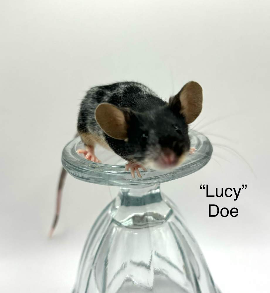 Fancy mouse Breeder Mus musculus 