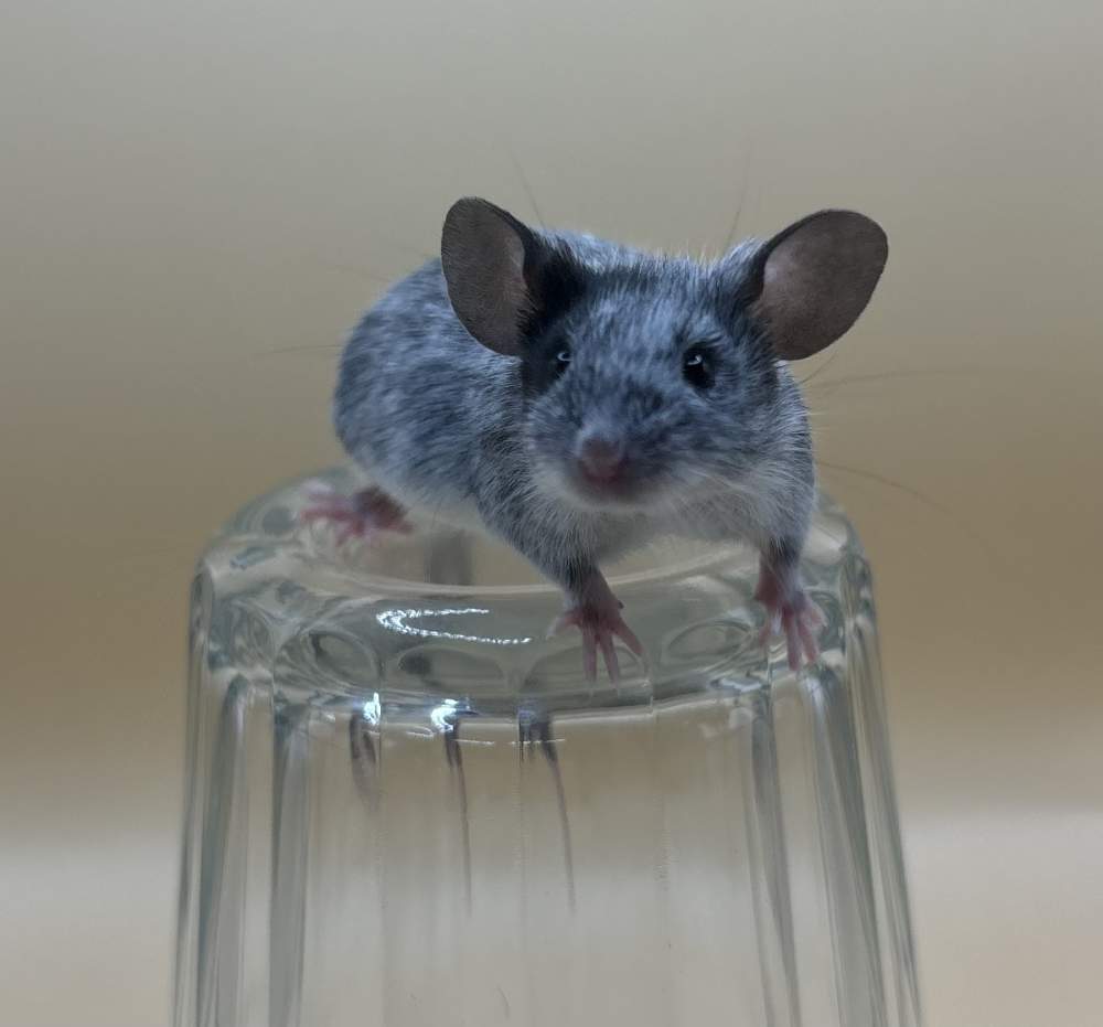 Fancy mouse Breeder Mus musculus 