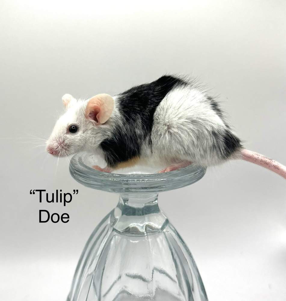 Fancy mouse Breeder Mus musculus 