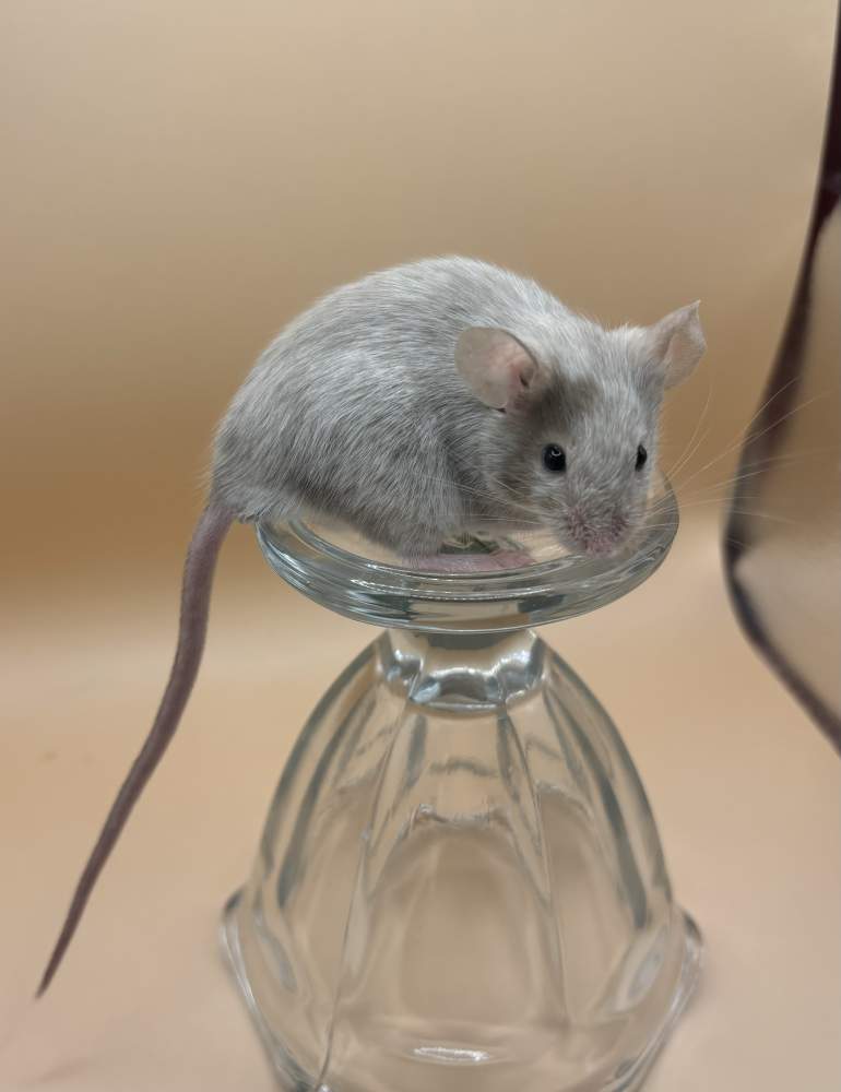 Fancy mouse Breeder Mus musculus 