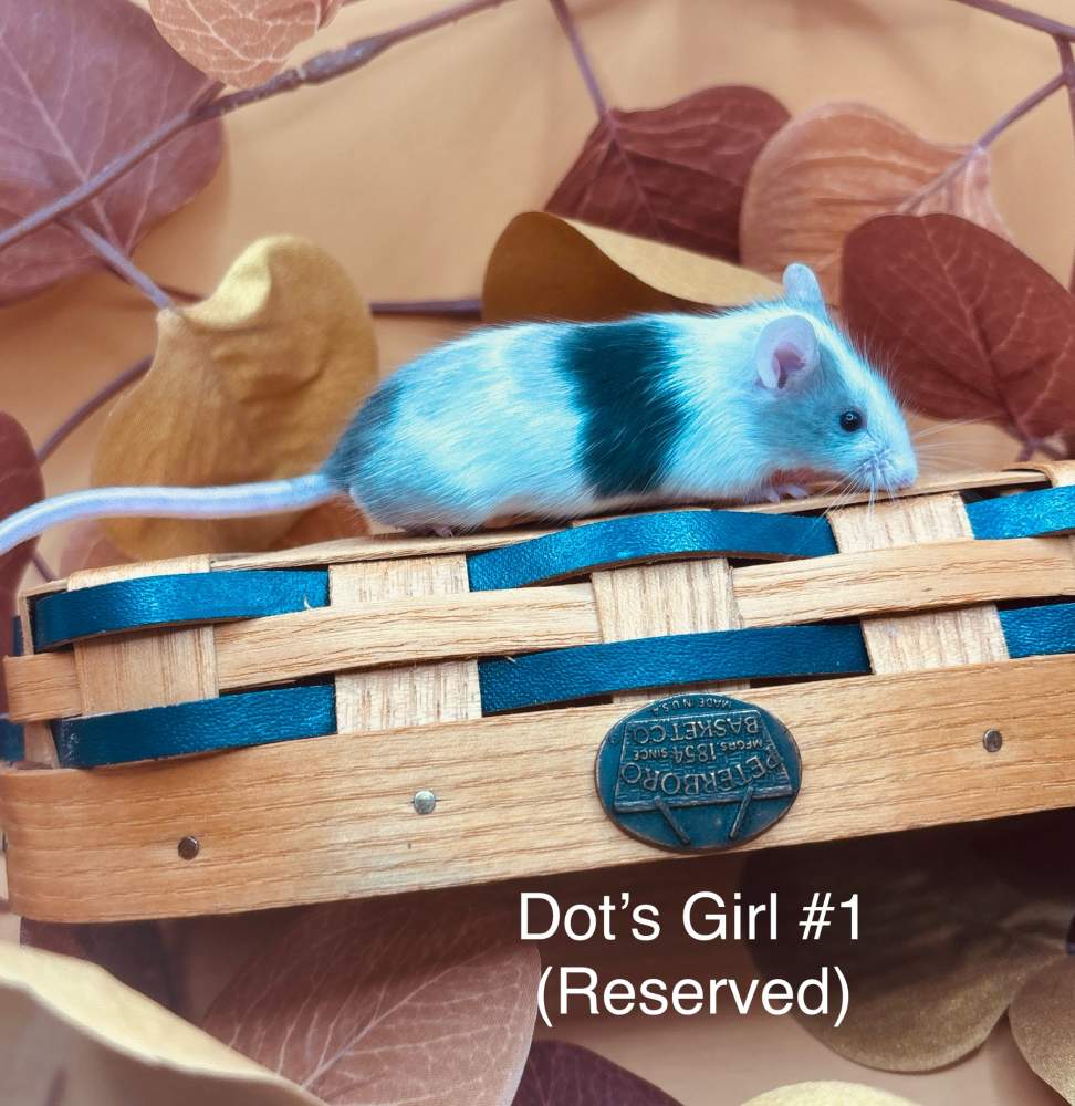 Fancy mouse Breeder Mus musculus 