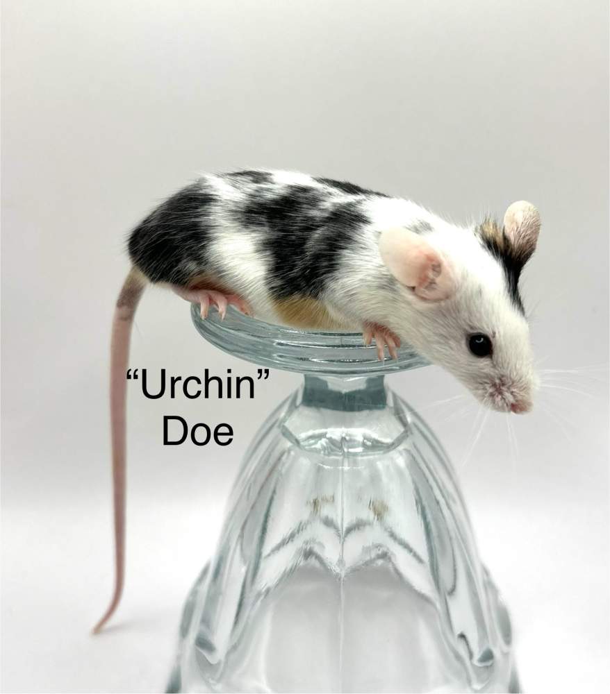 Fancy mouse Breeder Mus musculus 