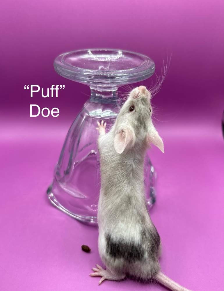 Fancy mouse Breeder Mus musculus 