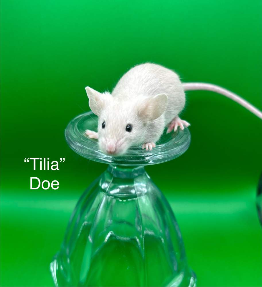 Fancy mouse Pet only Mus musculus 