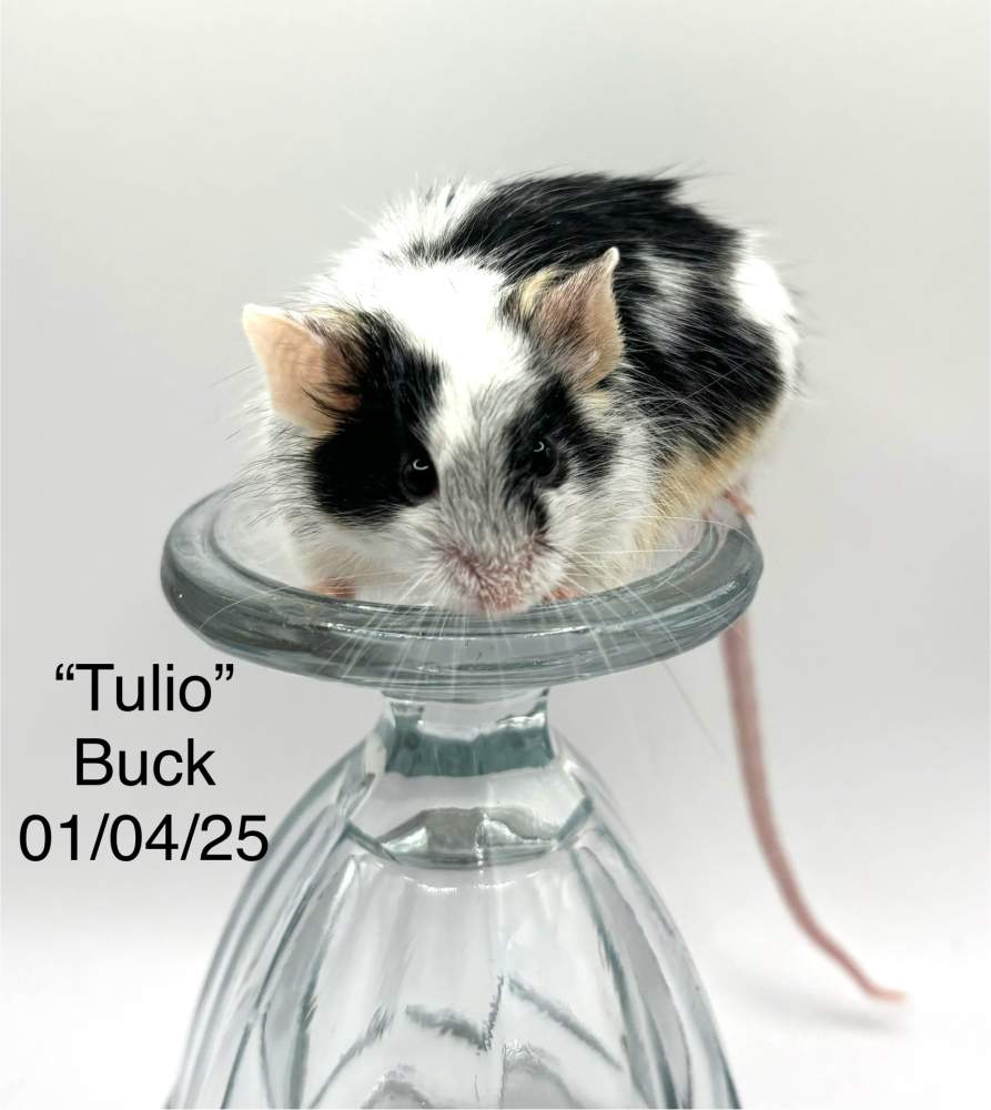 Fancy mouse Owned by other Mus musculus 