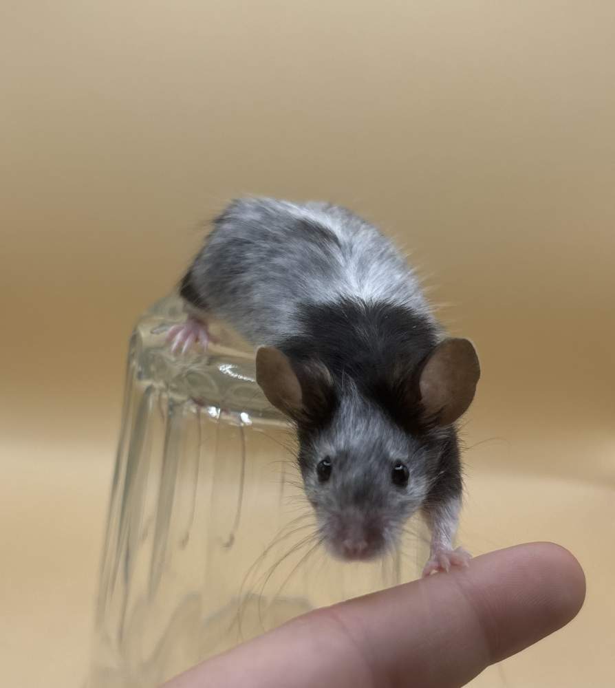 Fancy mouse Breeder Mus musculus 