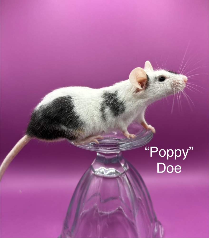 Fancy mouse Breeder Mus musculus 