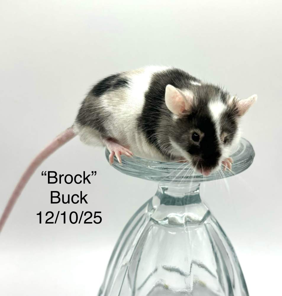 Fancy mouse Breeder Mus musculus 