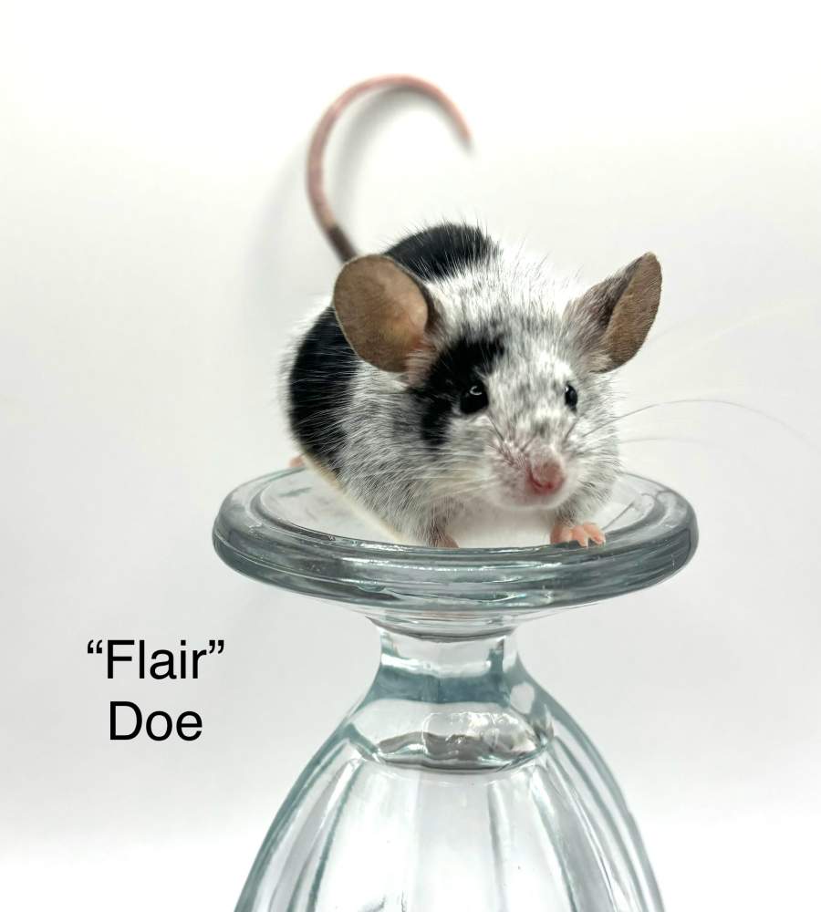 Fancy mouse Breeder Mus musculus 