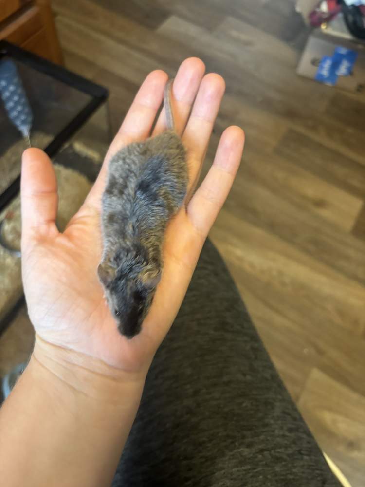 Fancy mouse Breeder Mus musculus 
