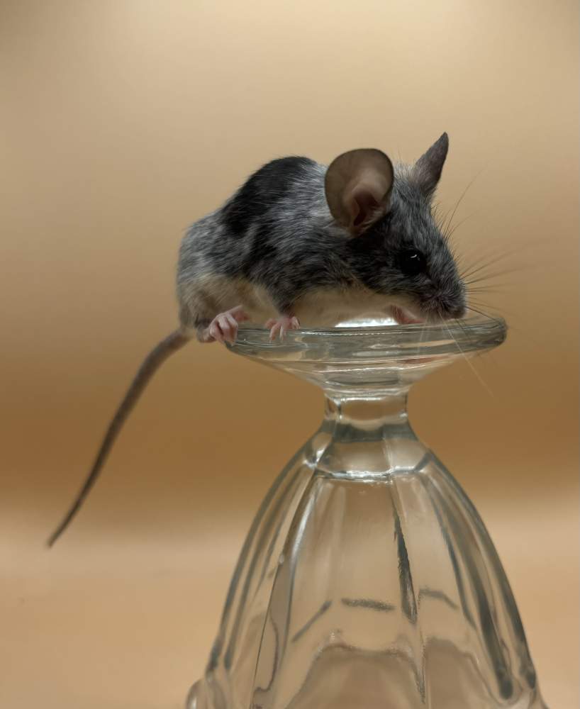 Fancy mouse Breeder Mus musculus 
