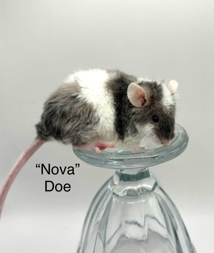 Fancy mouse Breeder Mus musculus 