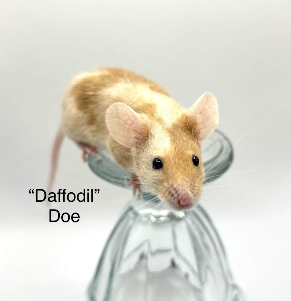 Fancy mouse Breeder Mus musculus 