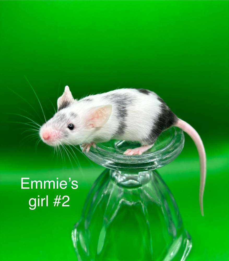 Fancy mouse Breeder Mus musculus 