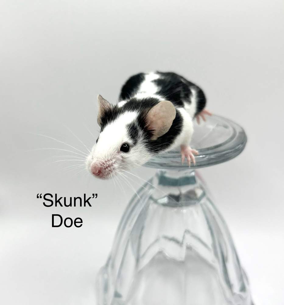 Fancy mouse Breeder Mus musculus 