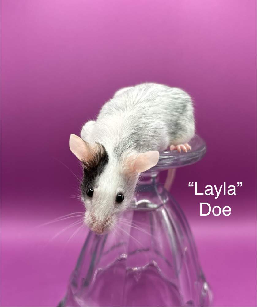 Fancy mouse Pet only Mus musculus 