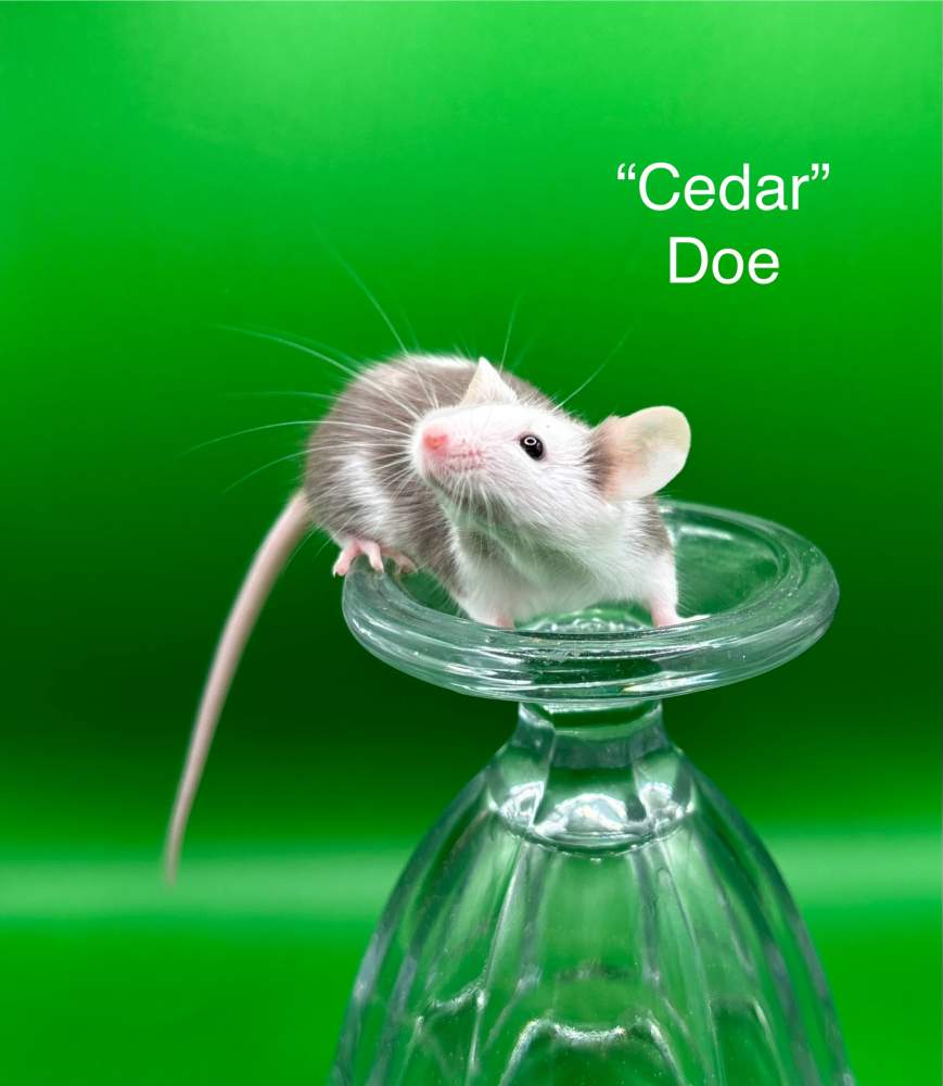 Fancy mouse Breeder Mus musculus 