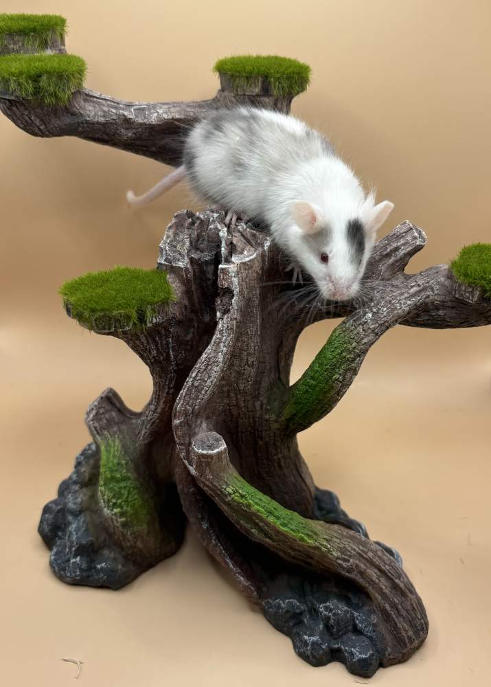 Fancy mouse Deceased Mus musculus 