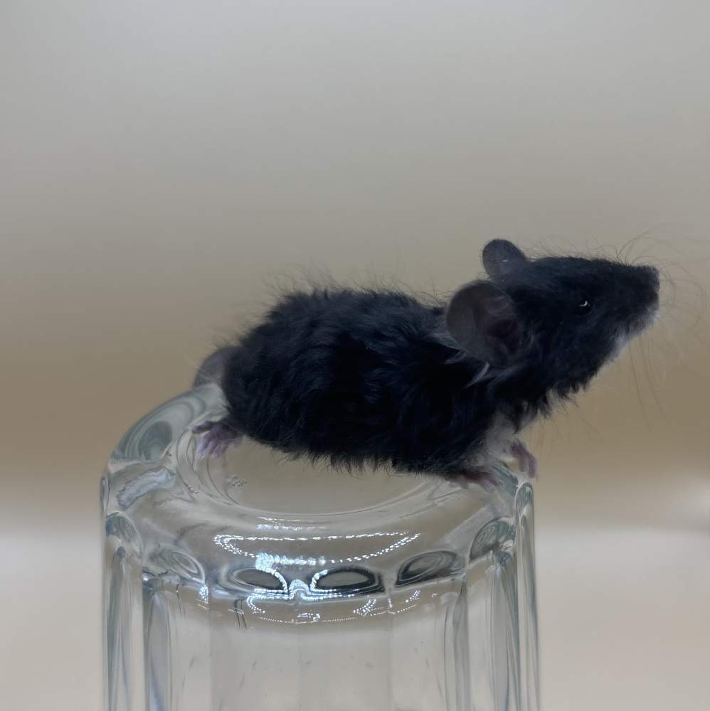Fancy mouse Breeder Mus musculus 