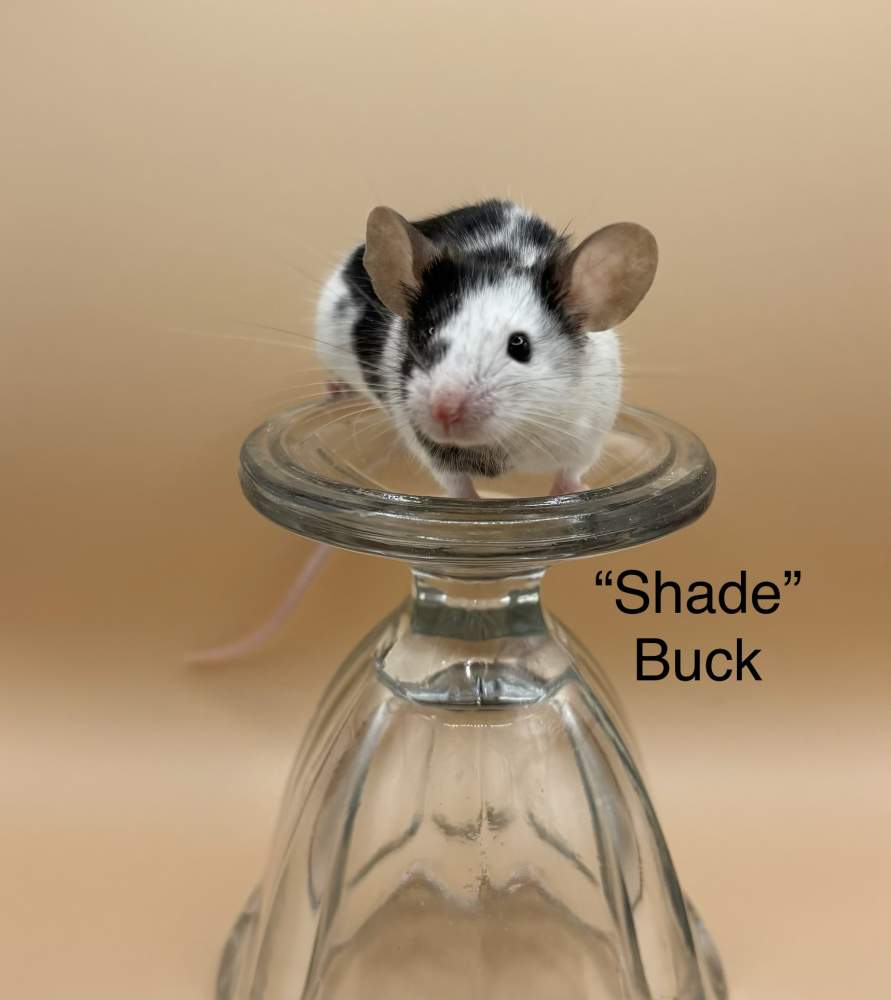 Fancy mouse Breeder Mus musculus 