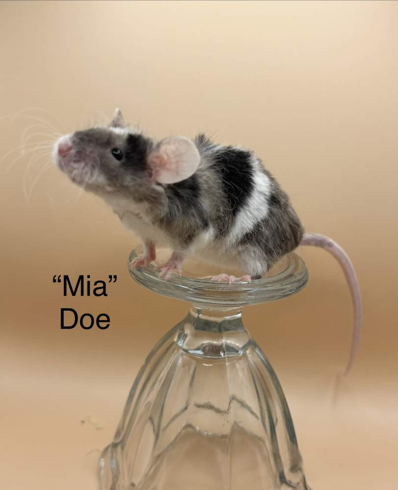Fancy mouse Breeder Mus musculus 