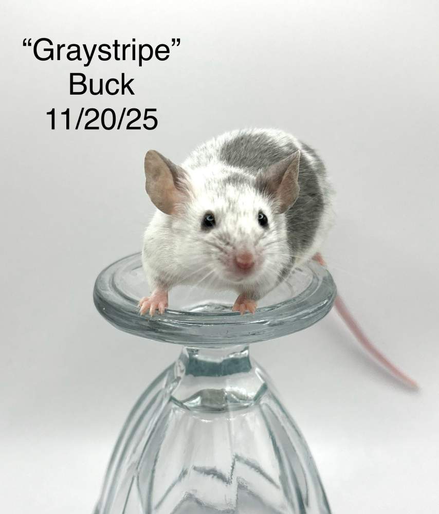 Fancy mouse Breeder Mus musculus 
