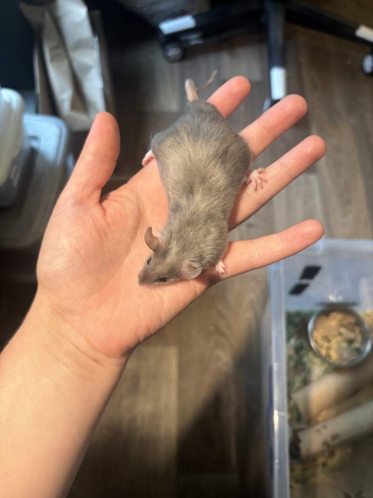 Fancy mouse Breeder Mus musculus 