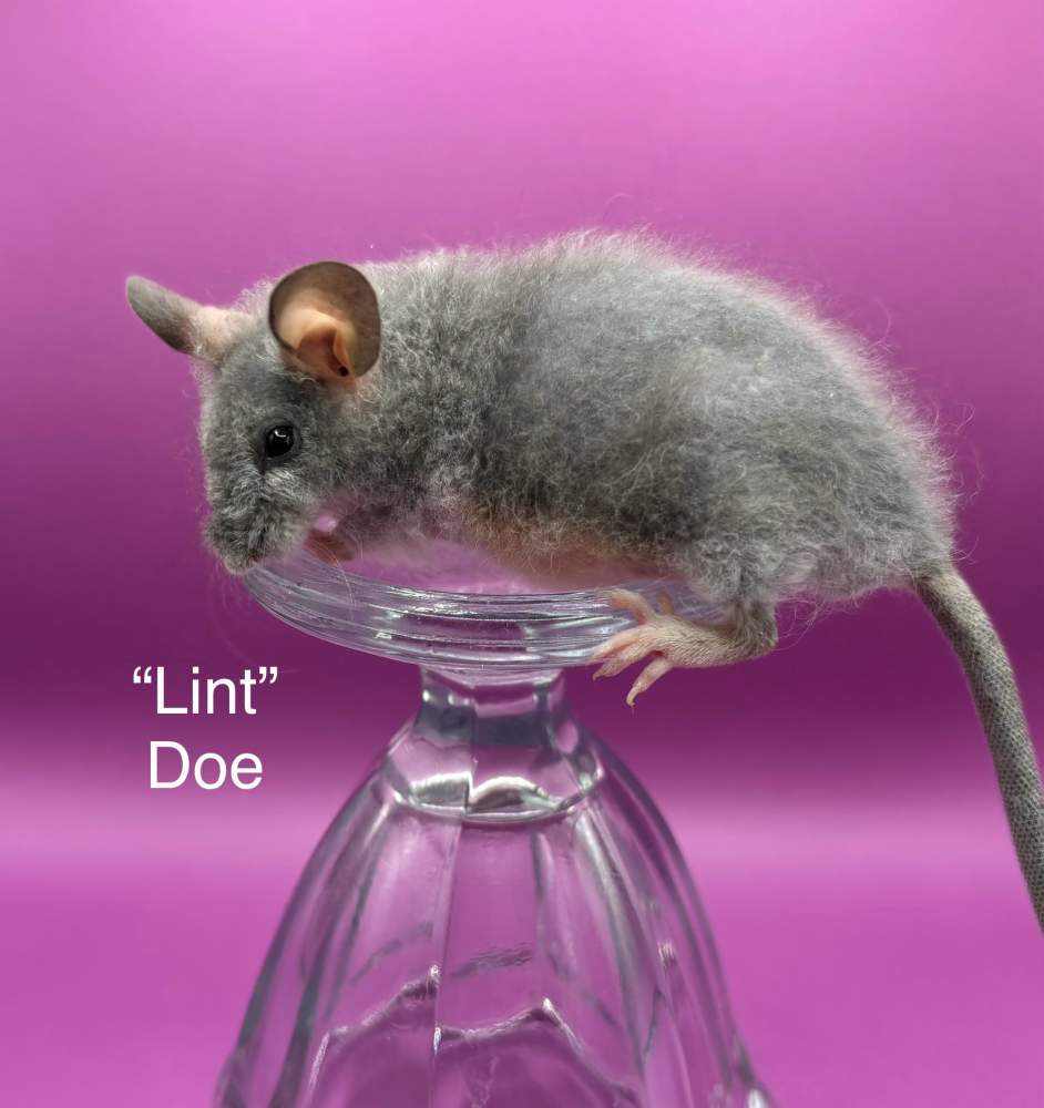 Fancy mouse Breeder Mus musculus 