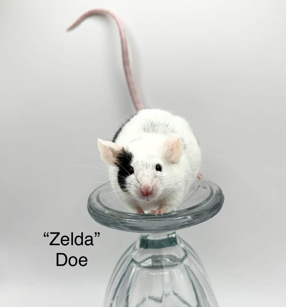 Fancy mouse Breeder Mus musculus 