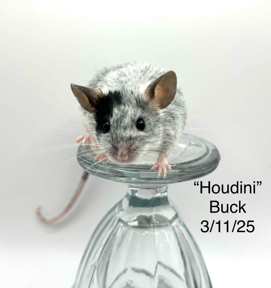 Fancy mouse Breeder Mus musculus 