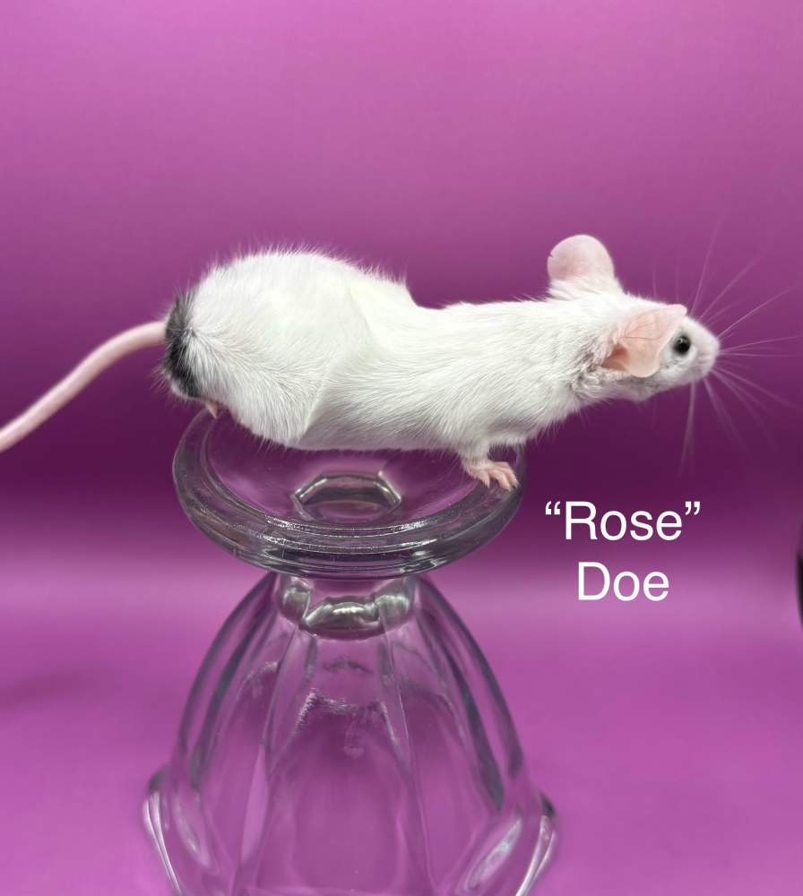 Fancy mouse Breeder Mus musculus 