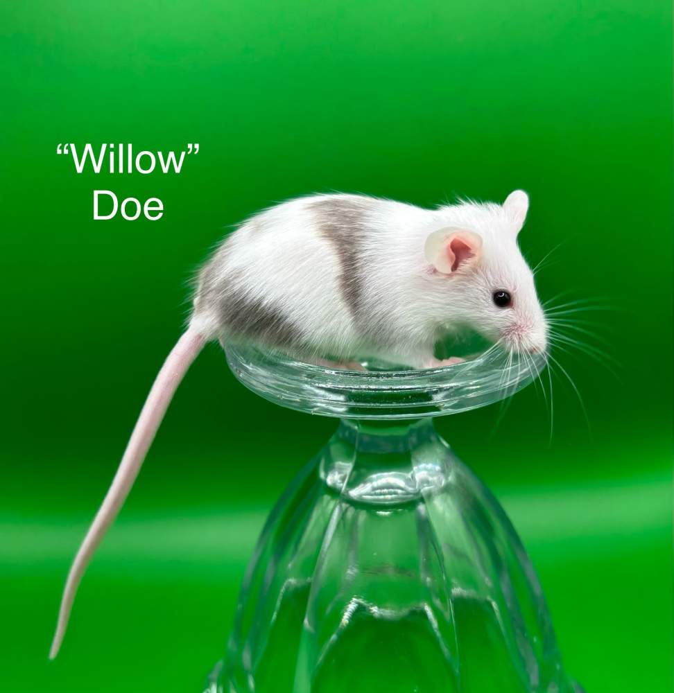 Fancy mouse Pet only Mus musculus 