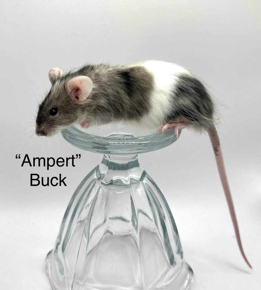 Fancy mouse Breeder Mus musculus 